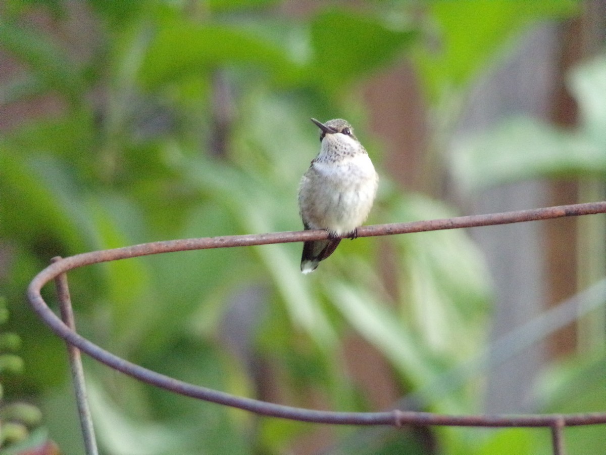Ruby-throated Hummingbird - ML641124778