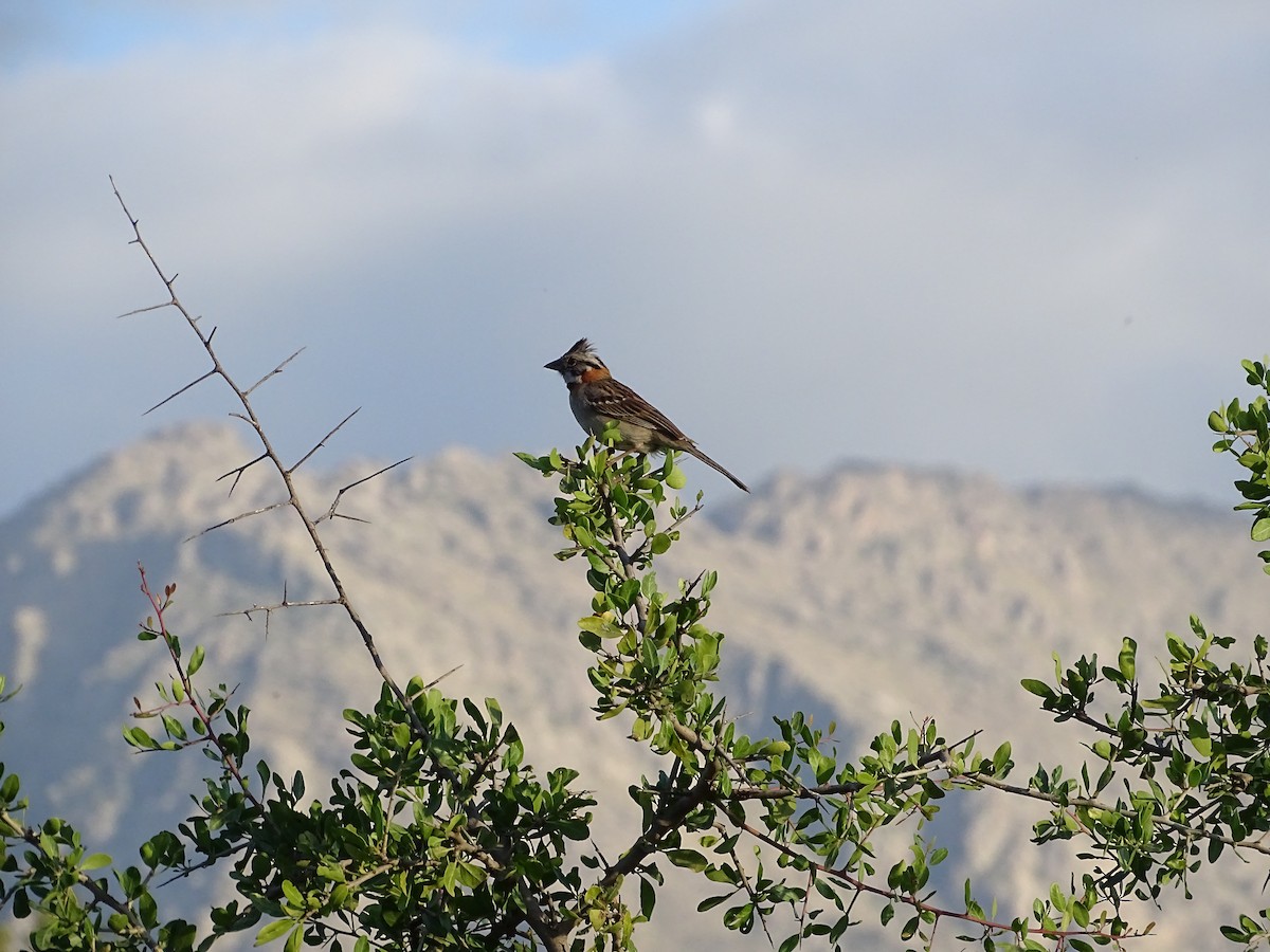 Rufous-collared Sparrow - ML641124791