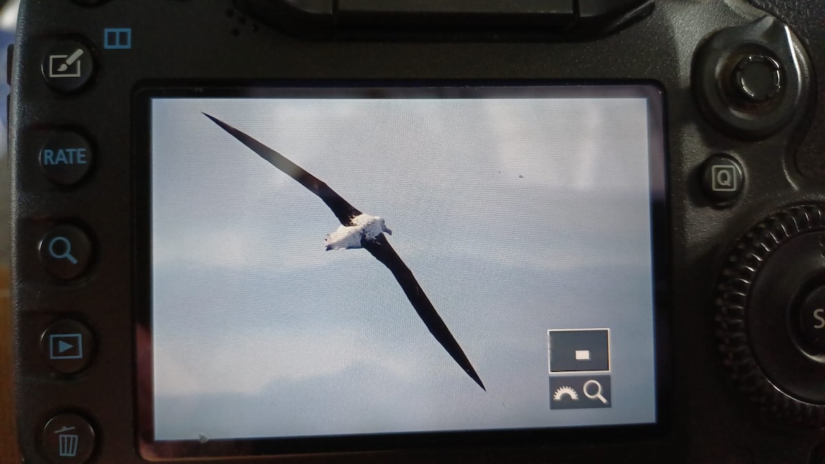 Southern Royal Albatross - ML641124794