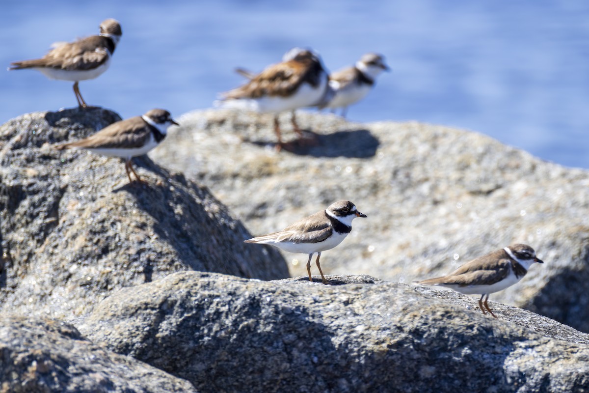 Semipalmated Plover - ML641124835