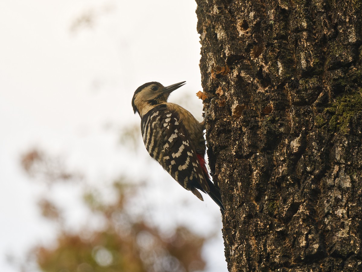 Fulvous-breasted Woodpecker - ML641124859