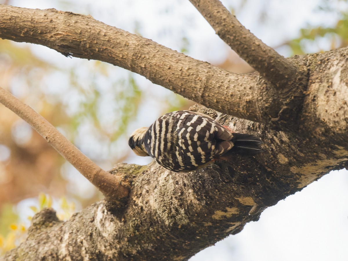 Fulvous-breasted Woodpecker - ML641124860