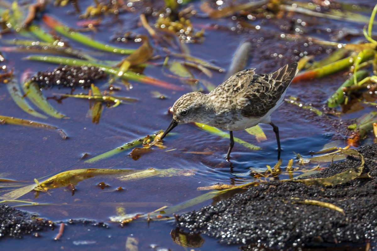 Semipalmated Sandpiper - ML641124867