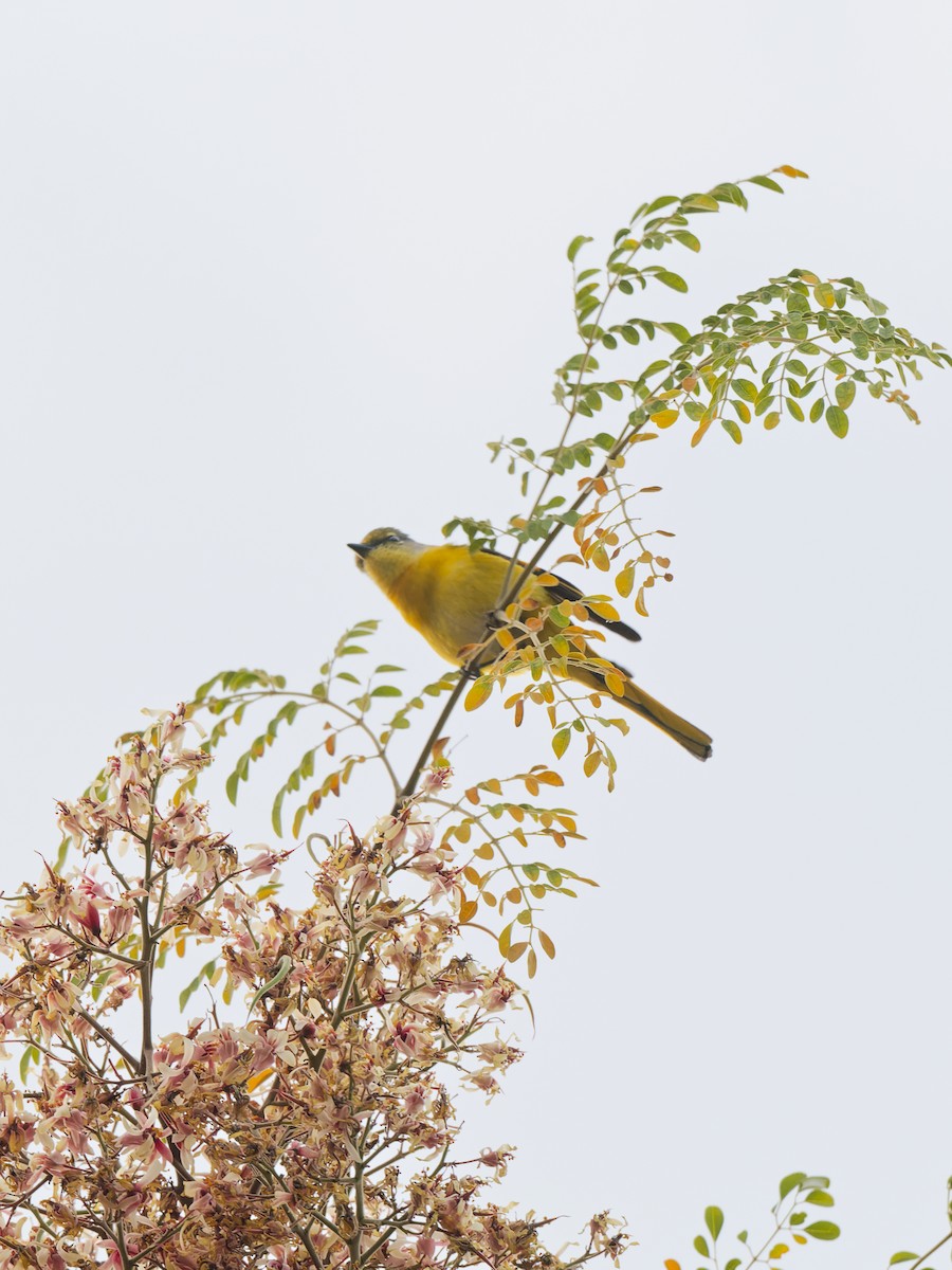 Long-tailed Minivet - ML641124878
