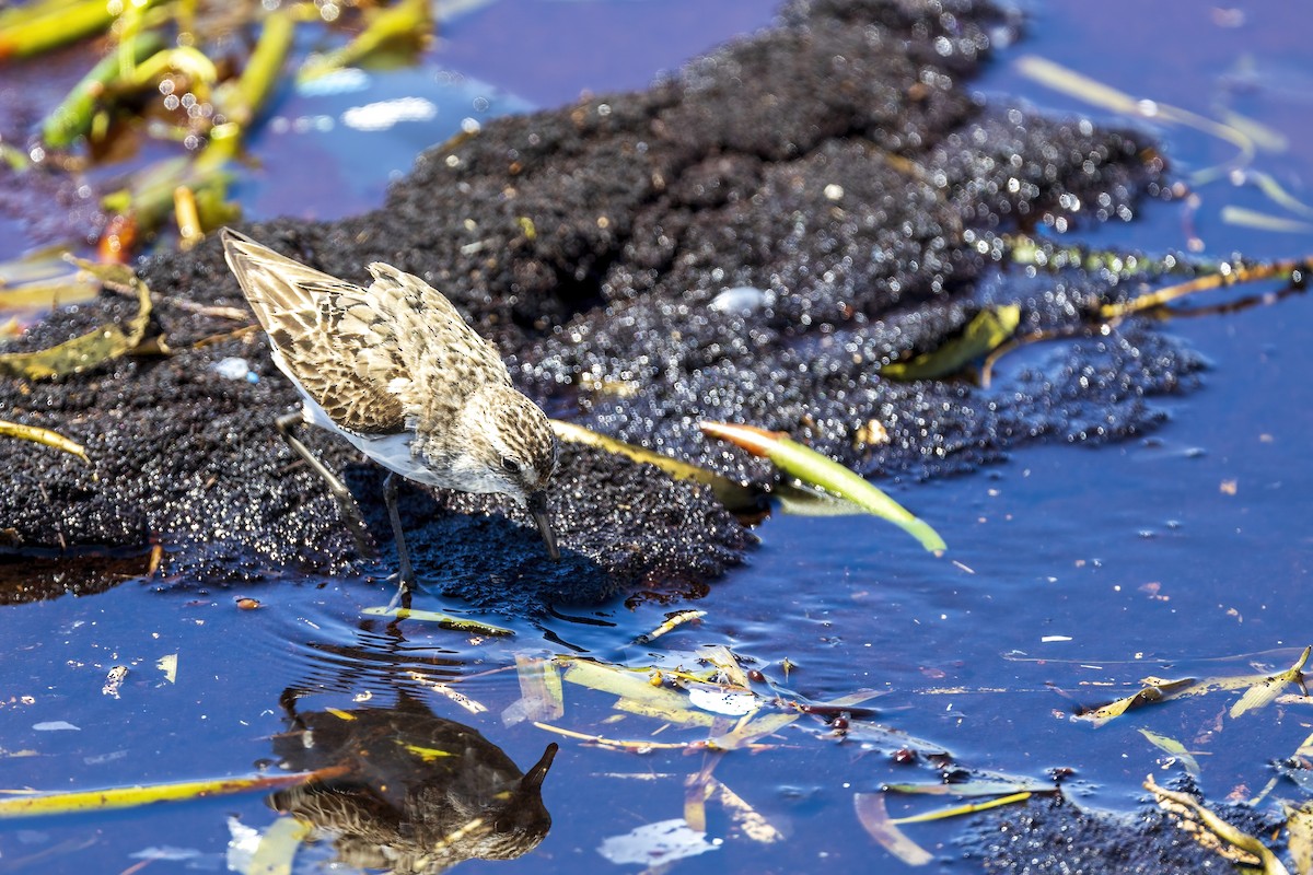 Semipalmated Sandpiper - ML641124883