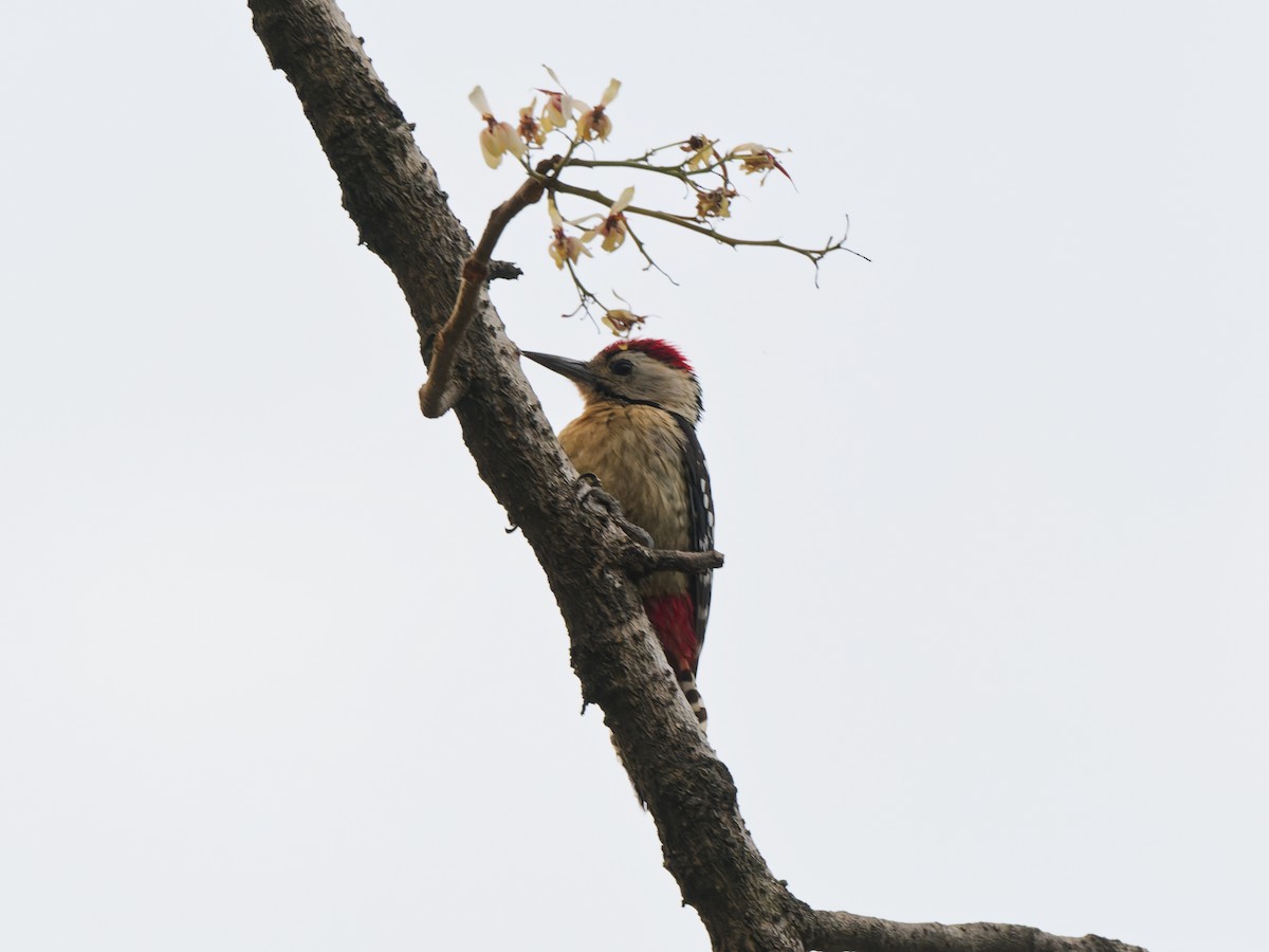Fulvous-breasted Woodpecker - ML641124884