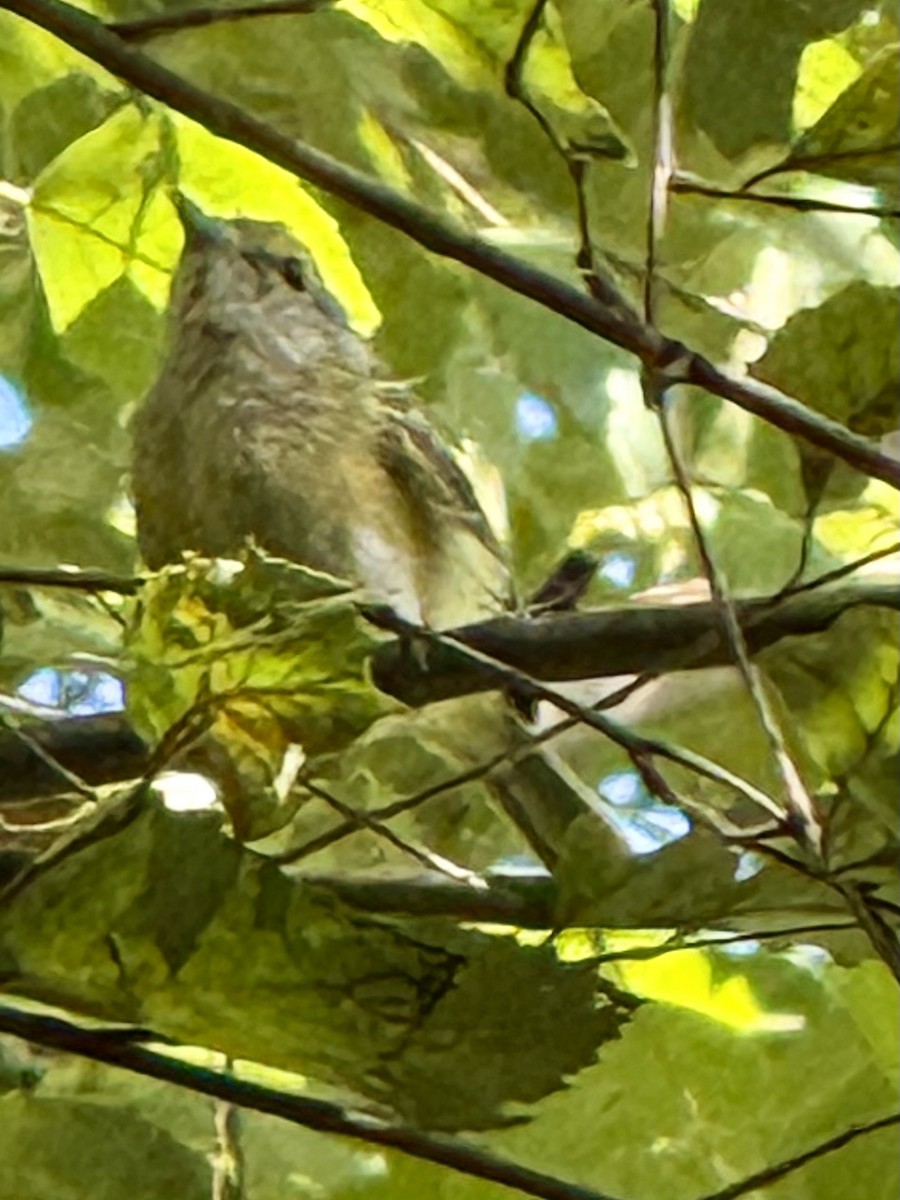 White-eyed Vireo - ML641124917