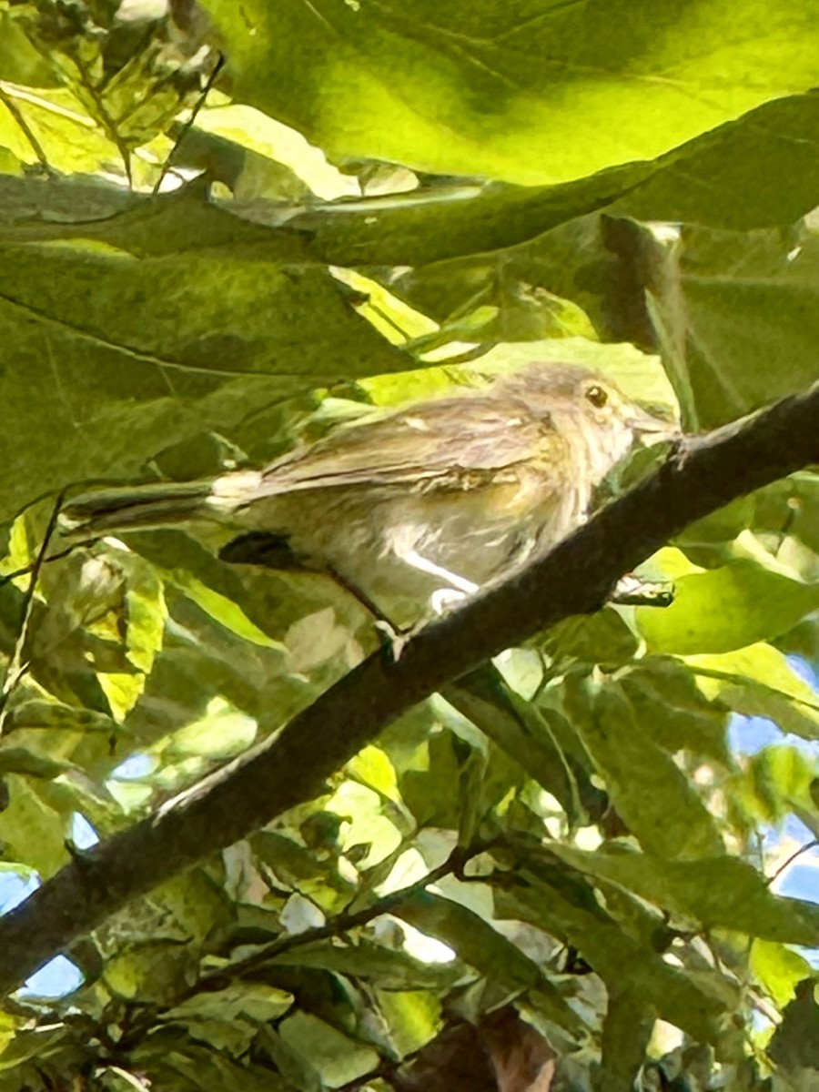 White-eyed Vireo - ML641124918