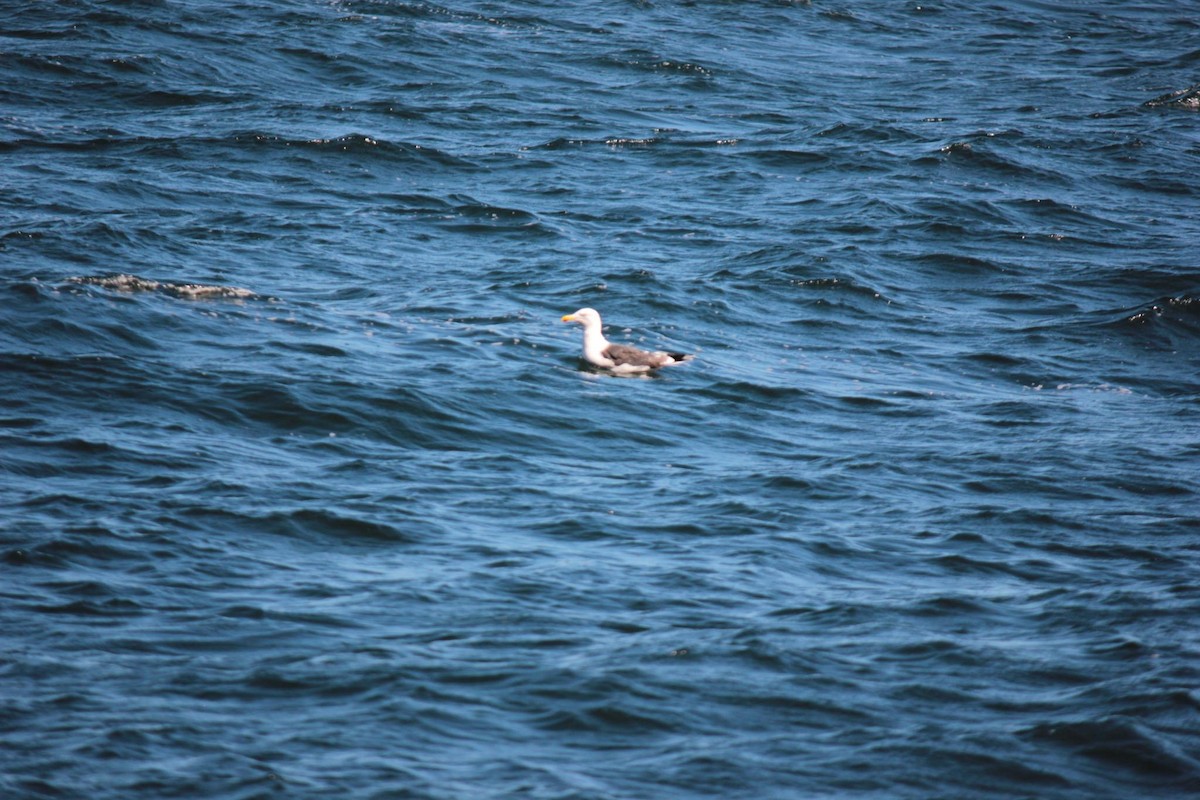 Great Black-backed Gull - ML641124931
