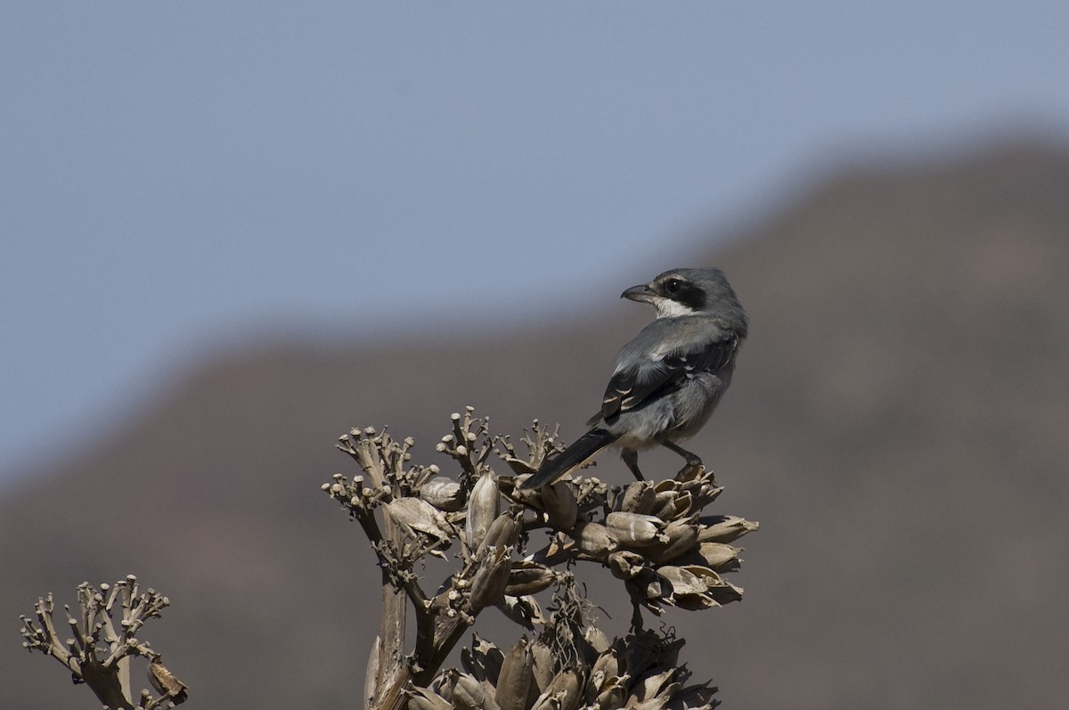Iberian Gray Shrike - ML641124932