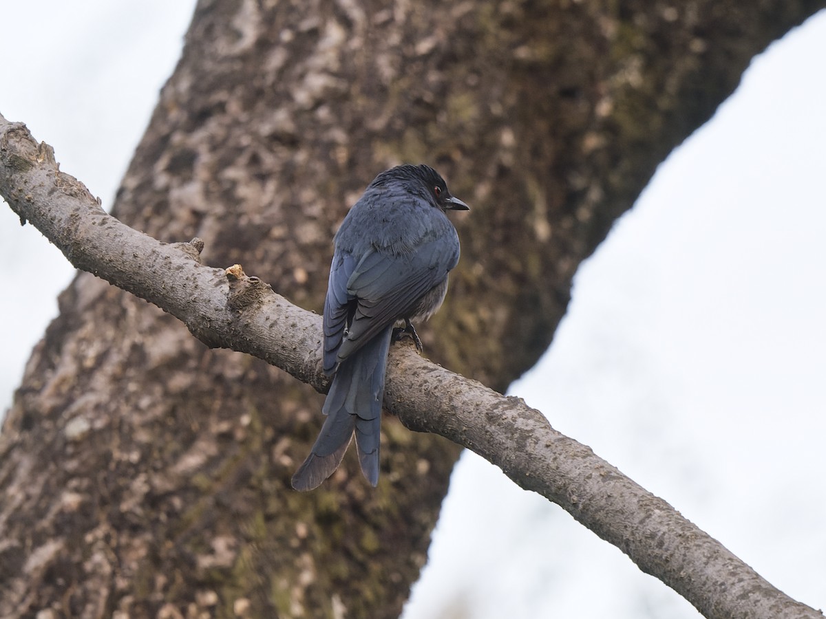 Drongo cendré - ML641124934