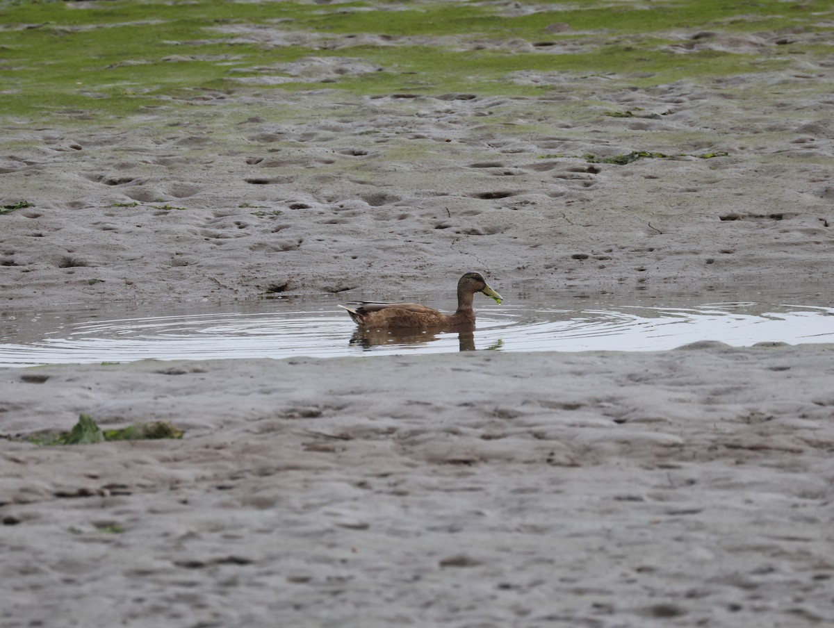 Mallard - ML641124935