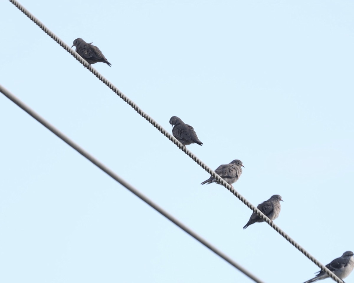 Common Ground Dove - ML641124938