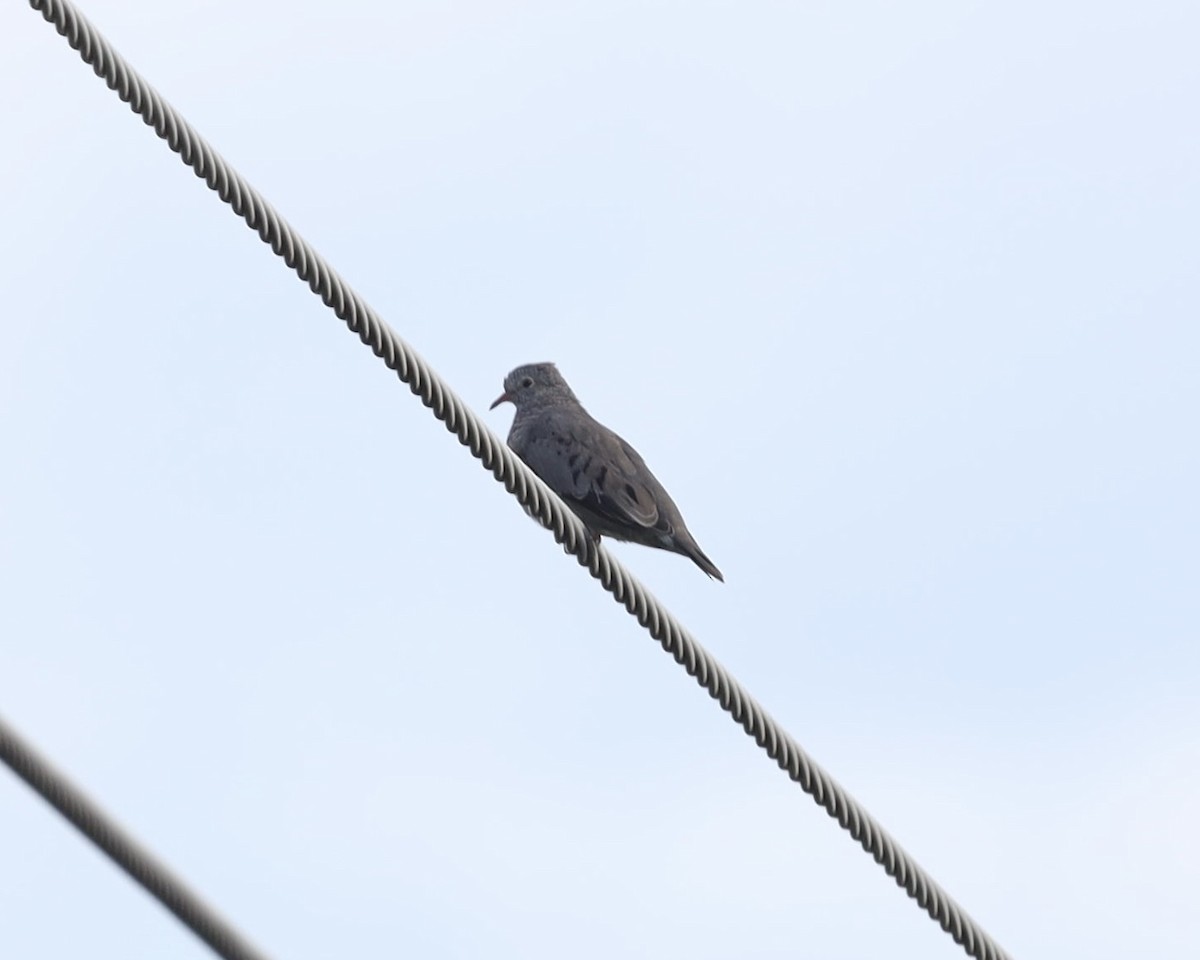 Common Ground Dove - ML641124939