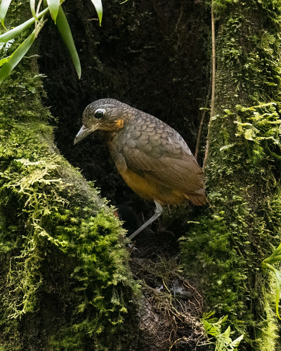 Scaled Antpitta - ML641124948