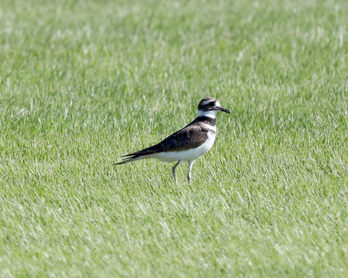 Killdeer - ML641124951