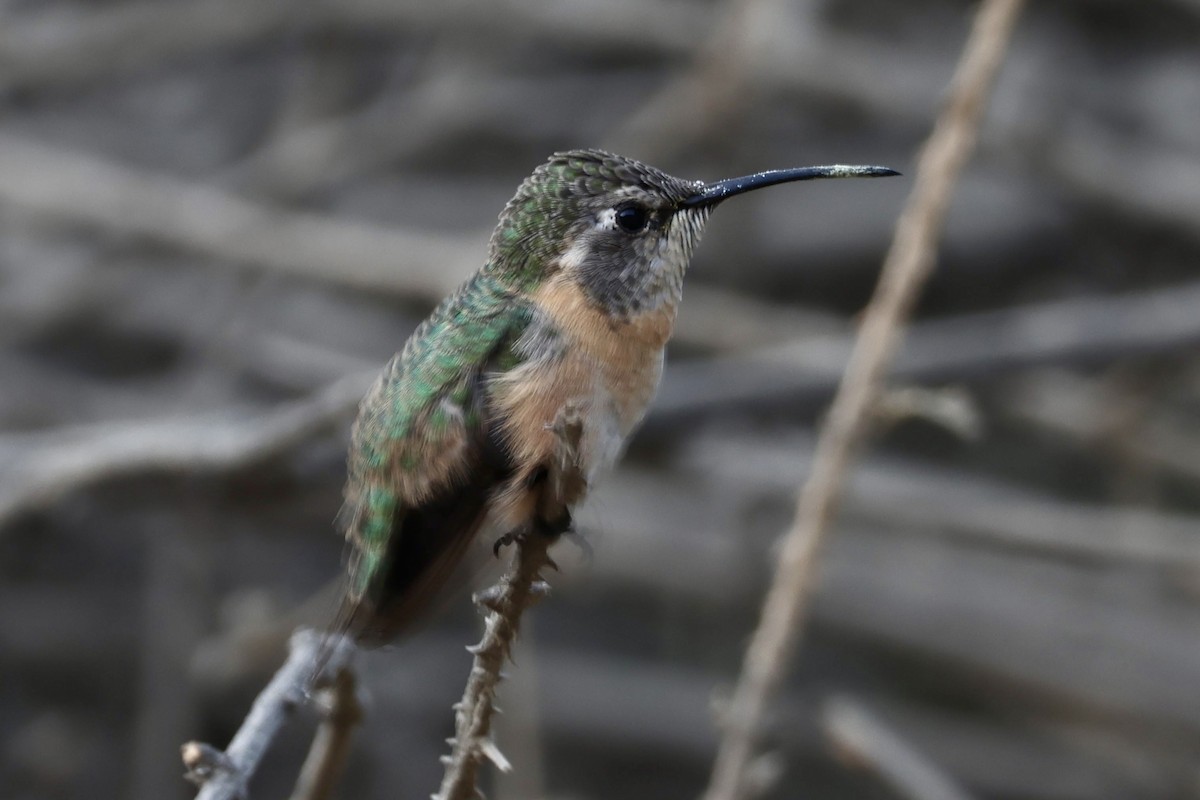 kalypta duhovohrdlá - ML641124952