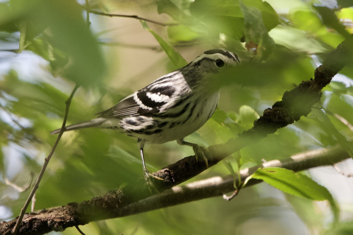 Black-and-white Warbler - ML641124959