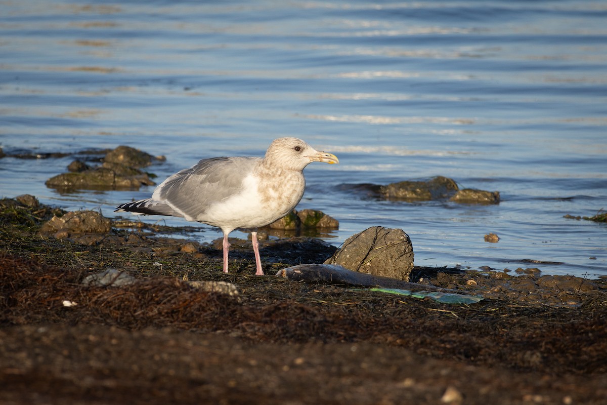 Iceland Gull (Thayer's) - ML641124965