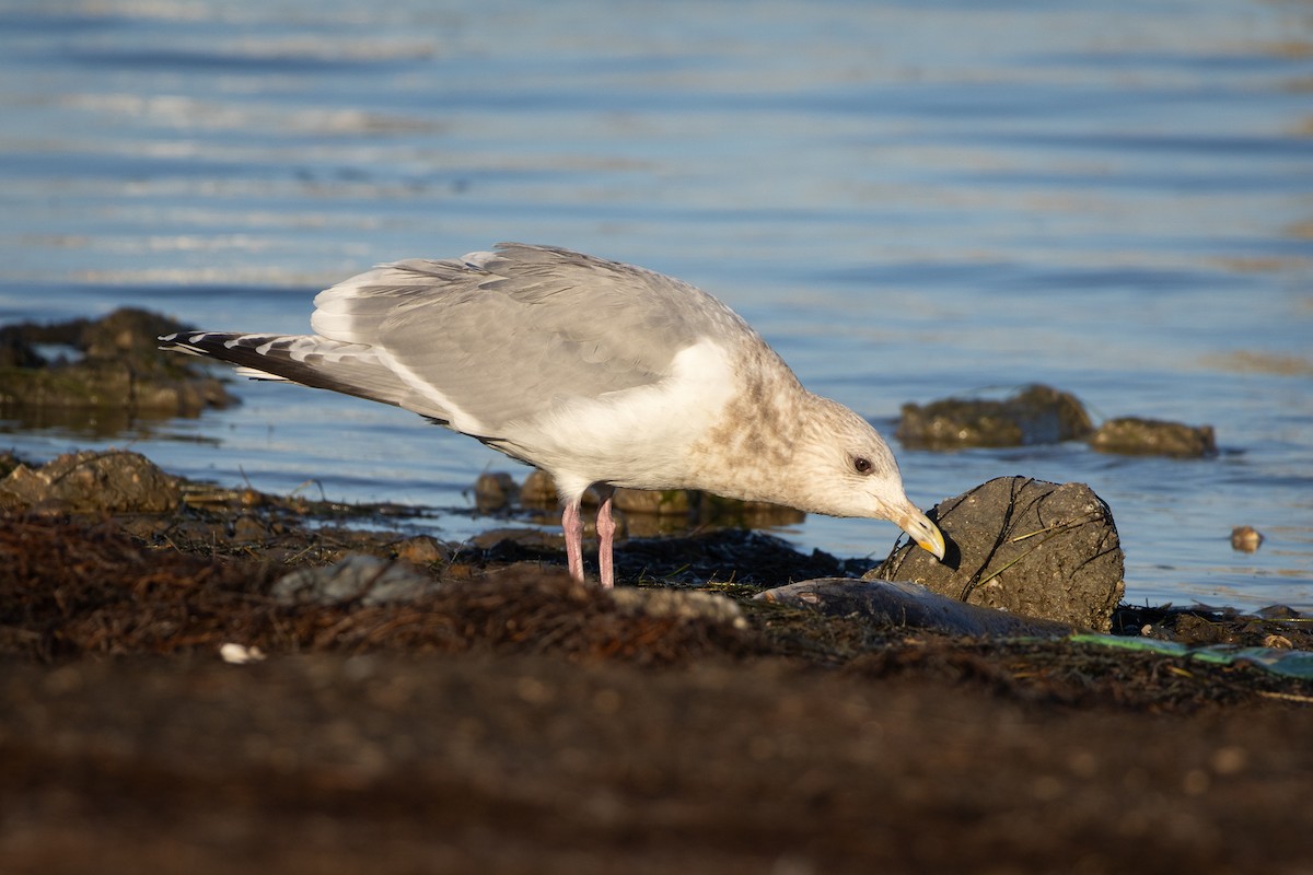 Iceland Gull (Thayer's) - ML641124966