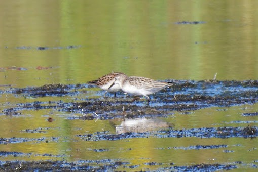 Semipalmated Sandpiper - ML641124970