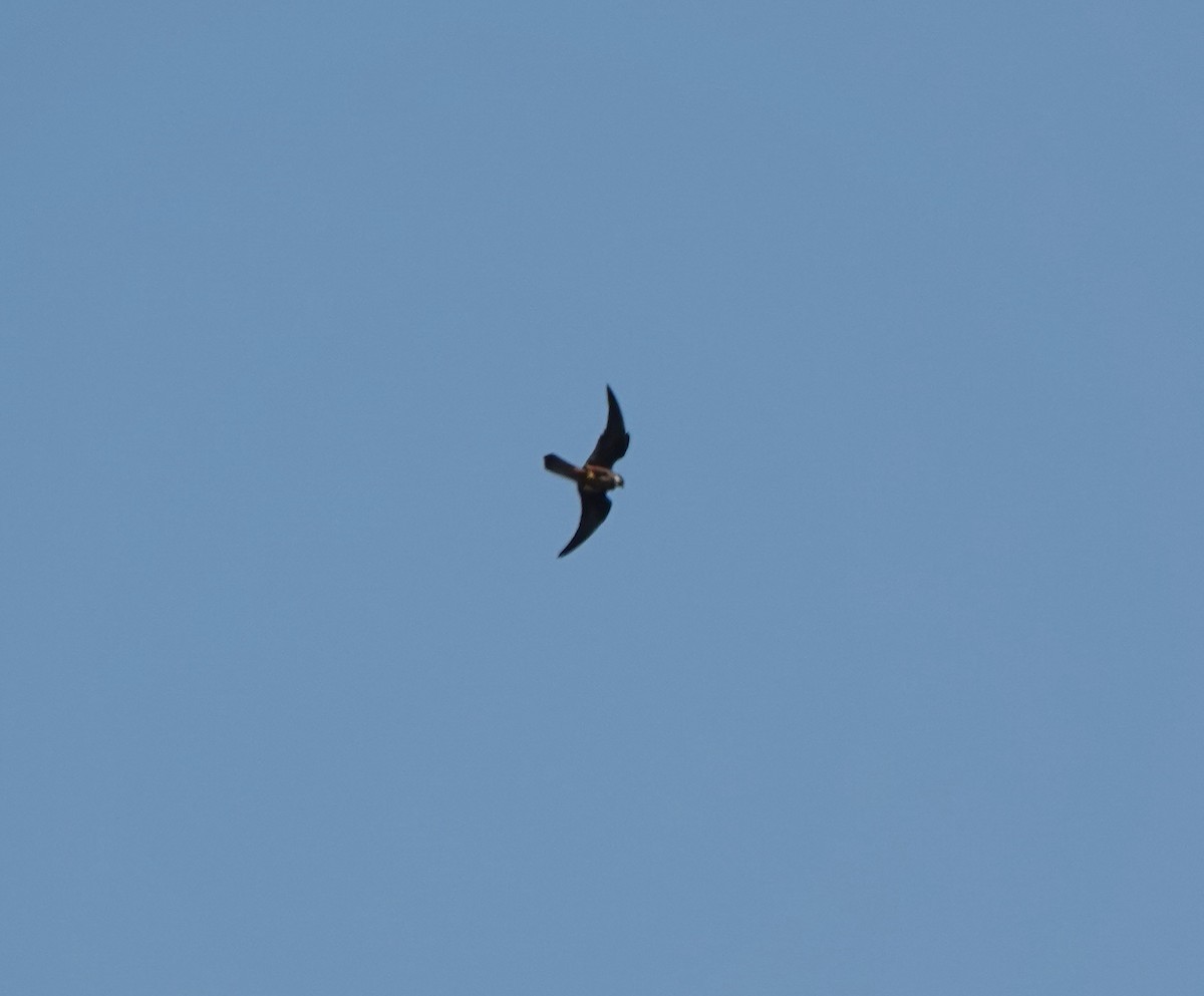 Eleonora's Falcon - ML641124976