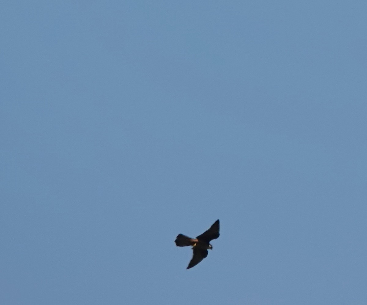 Eleonora's Falcon - ML641124977