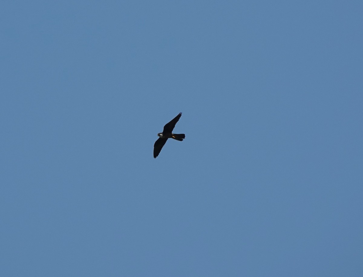 Eleonora's Falcon - ML641124978
