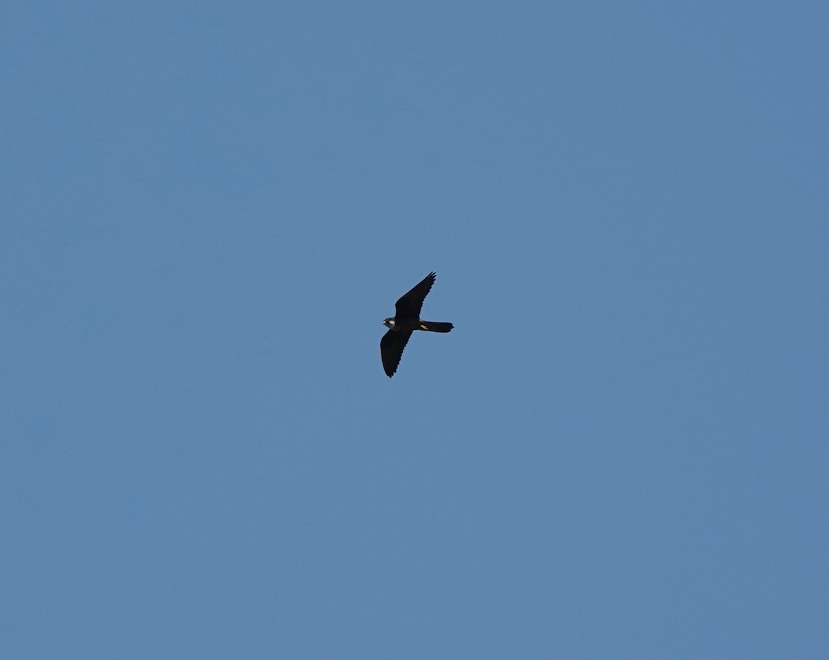 Eleonora's Falcon - ML641124979