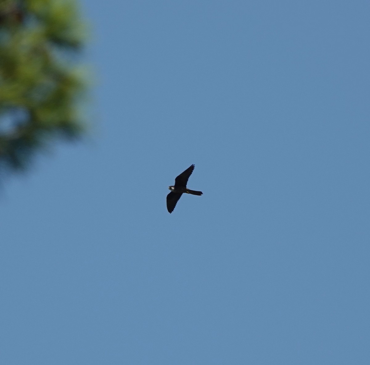Eleonora's Falcon - ML641124980