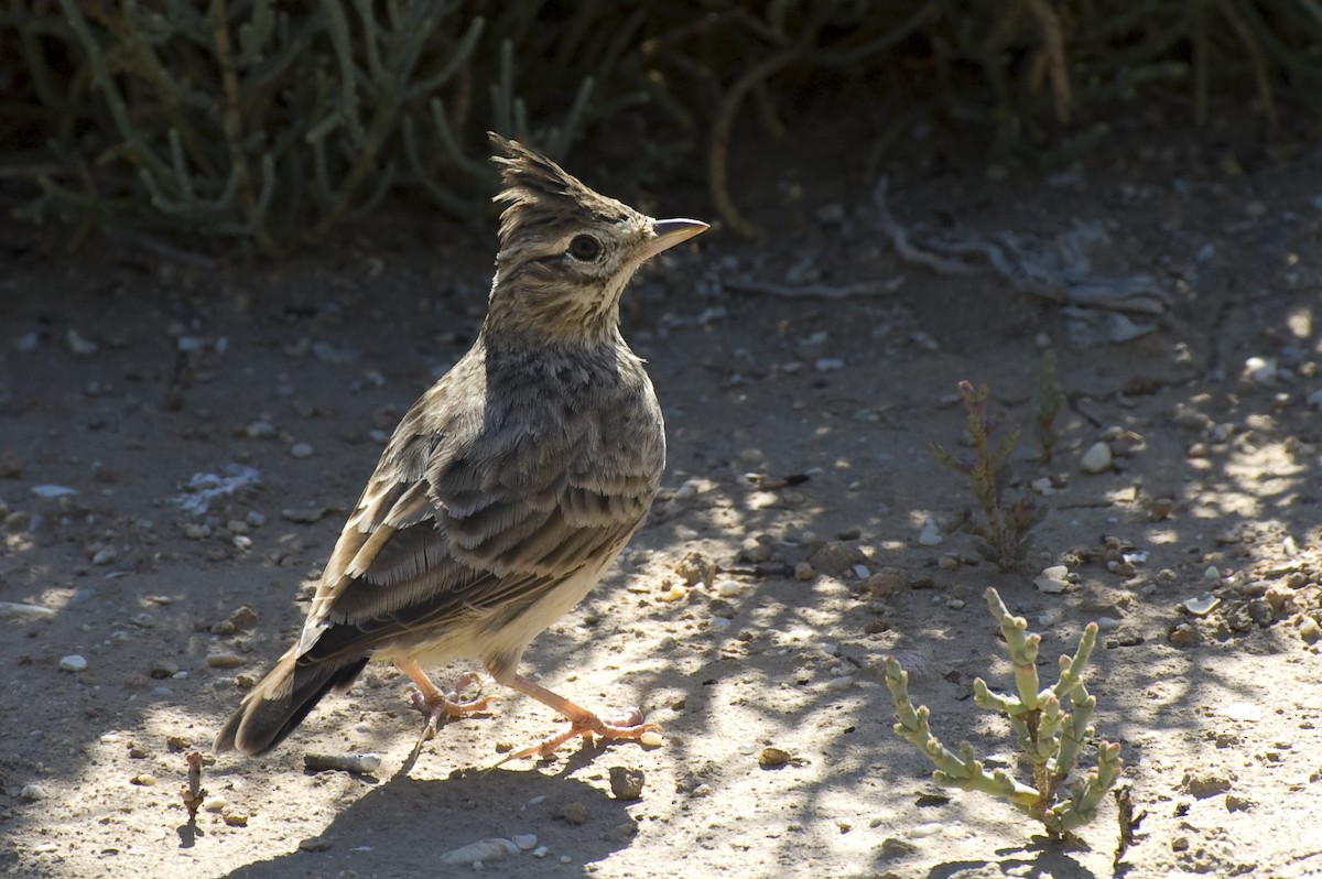 Thekla's Lark - ML641124992