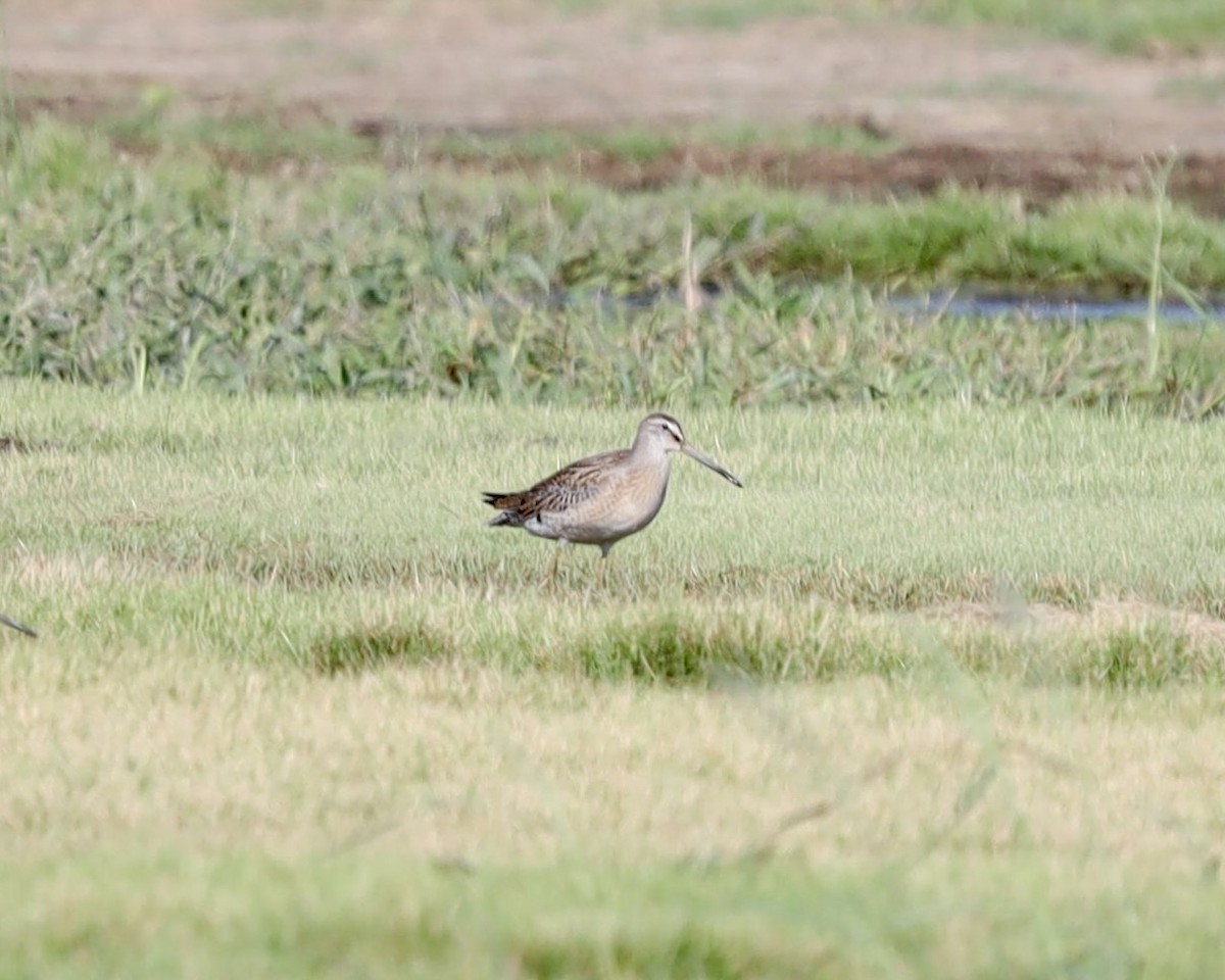 Short-billed Dowitcher - ML641125013