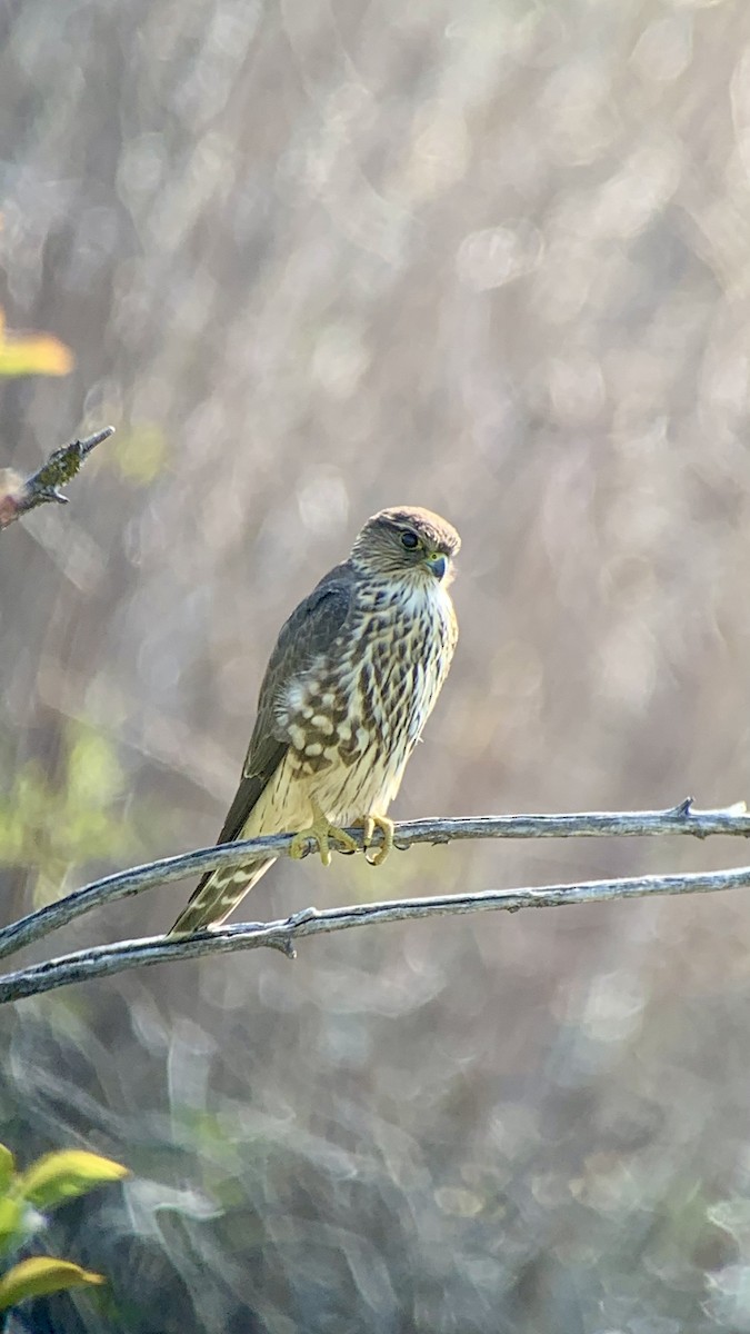 Merlin - ML641125017