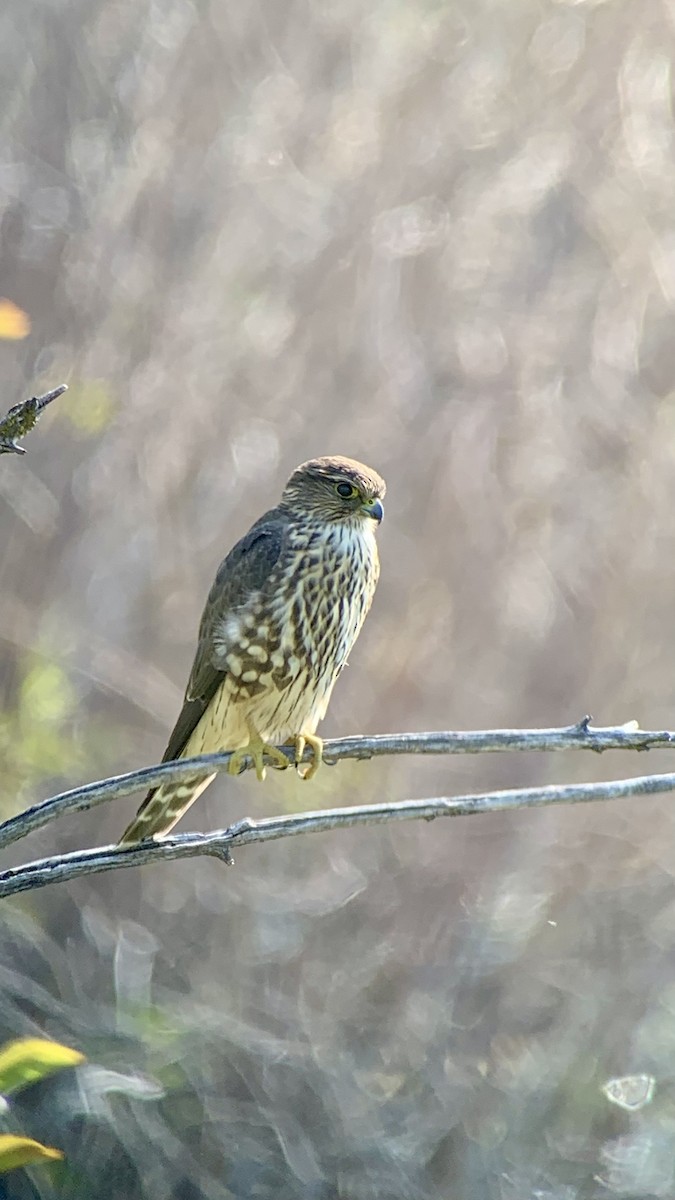 Merlin - ML641125018