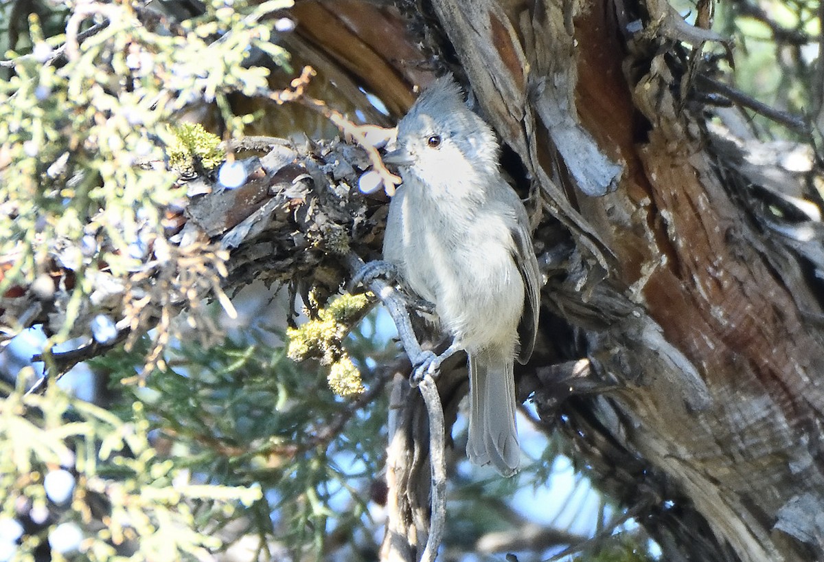 Mésange des genévriers - ML641125021