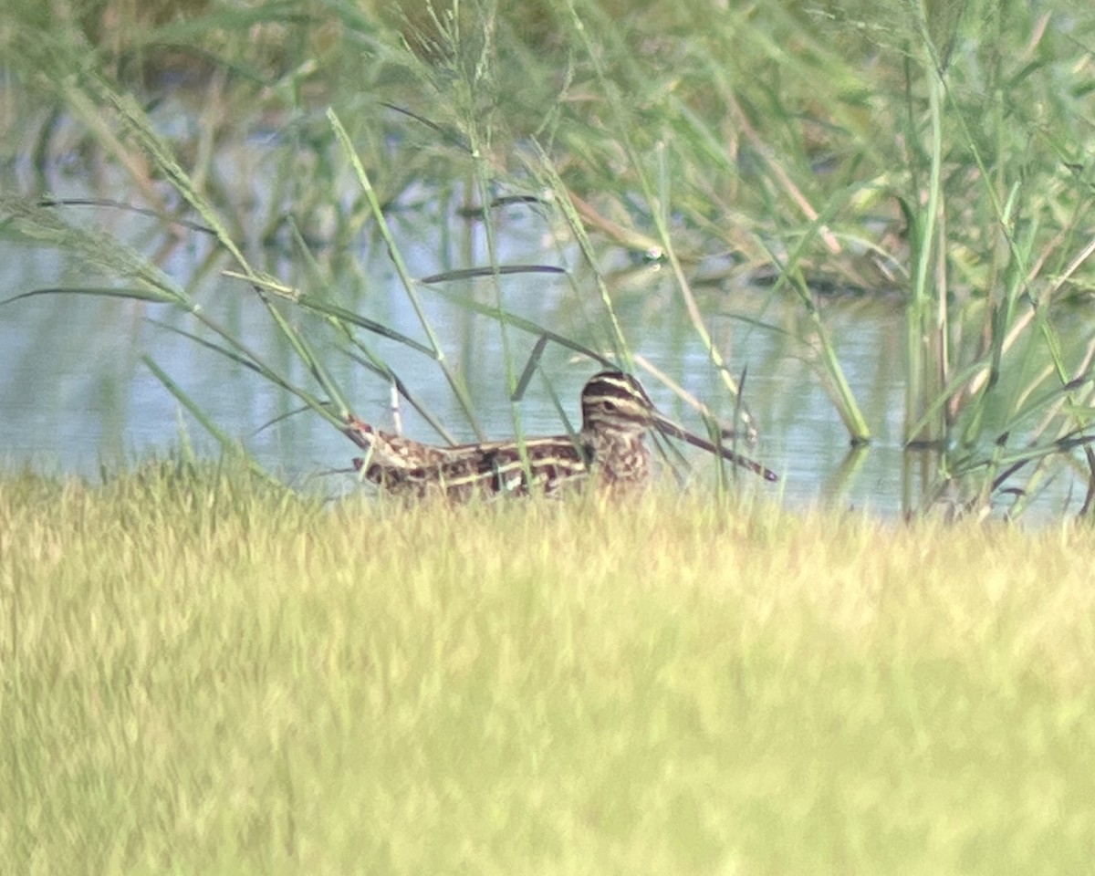 Wilson's Snipe - ML641125034