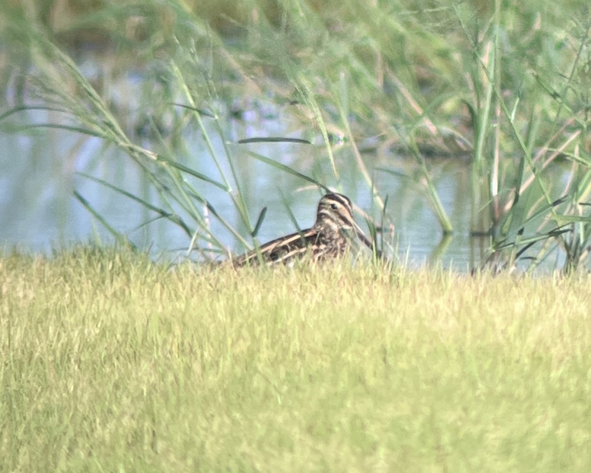 Wilson's Snipe - ML641125035