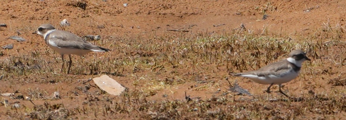 Semipalmated Plover - ML641125047