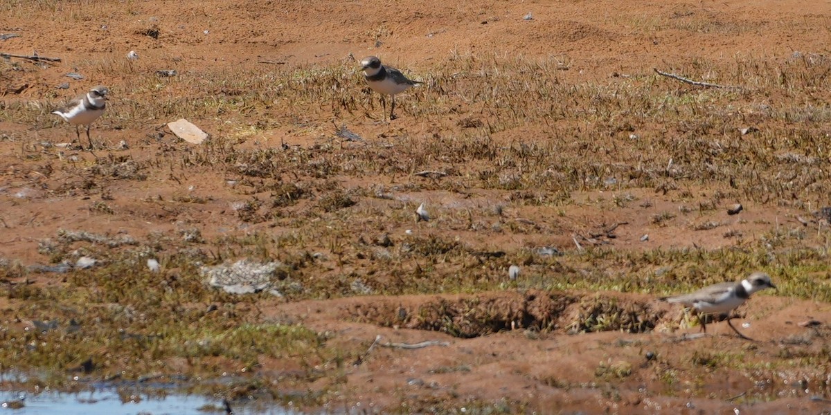 Semipalmated Plover - ML641125048