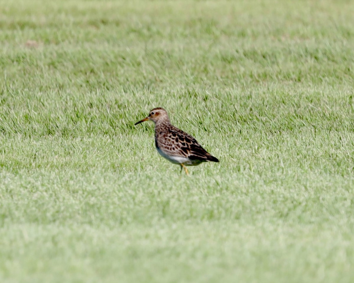 Pectoral Sandpiper - ML641125049