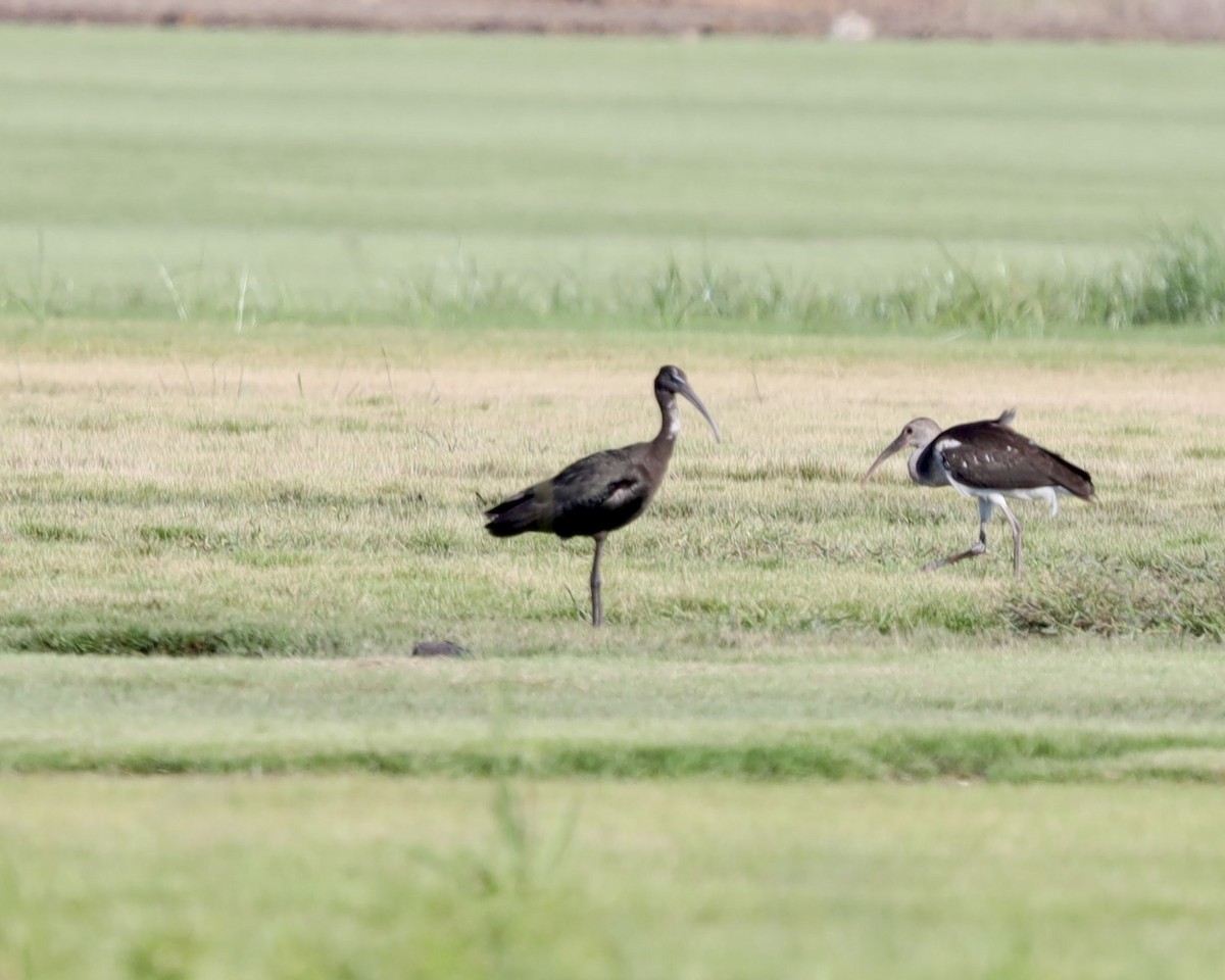 Glossy Ibis - ML641125051