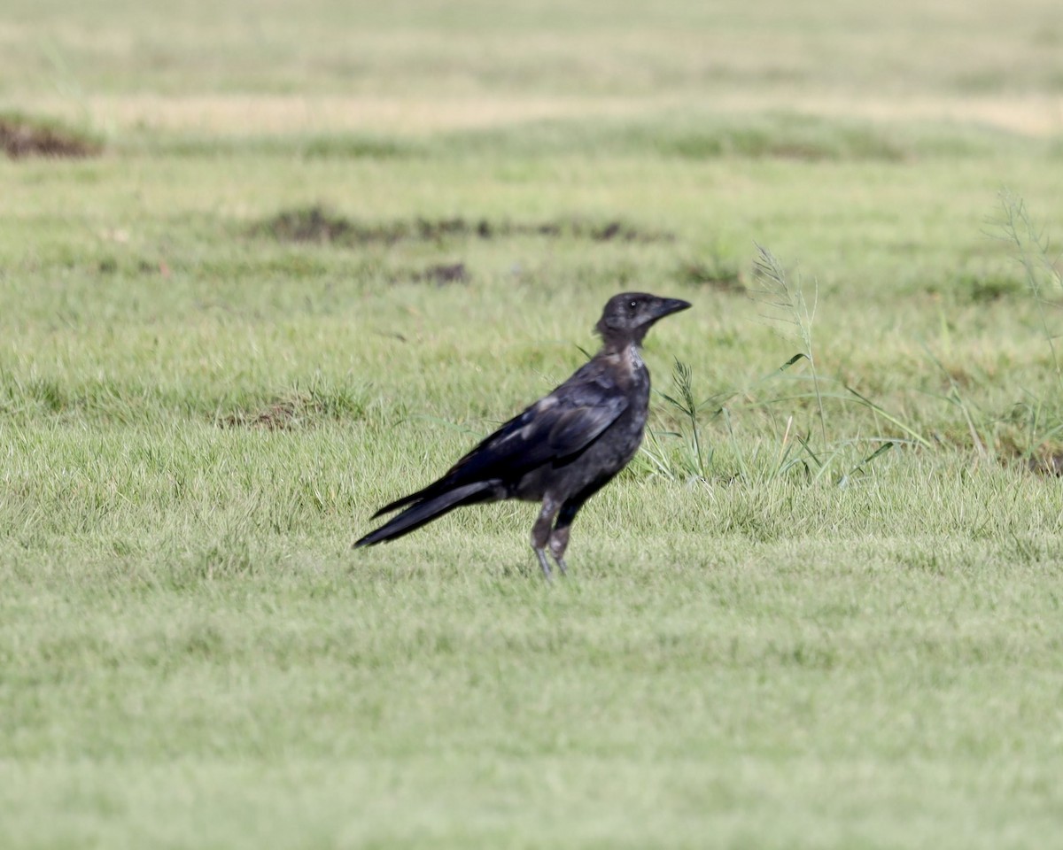 American Crow - ML641125057