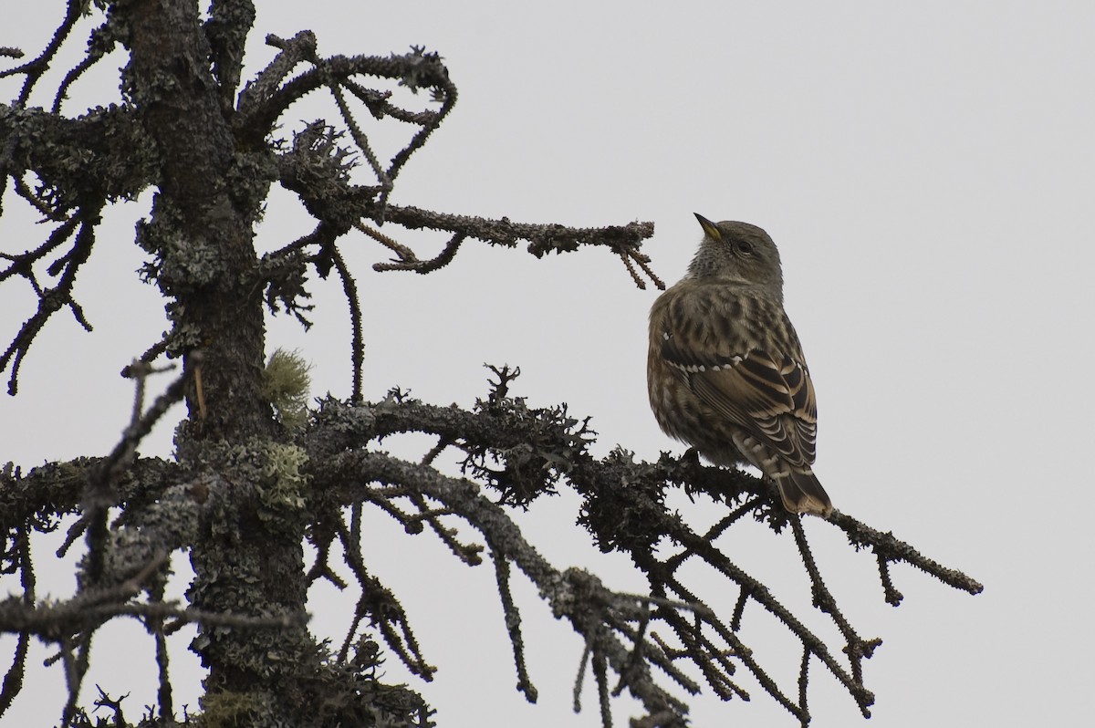 Alpine Accentor - ML641125059
