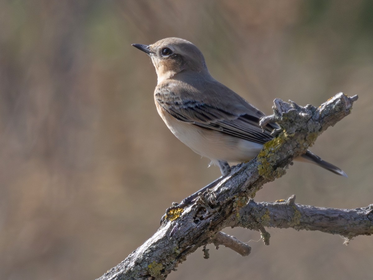 Northern Wheatear (Eurasian) - ML641125079