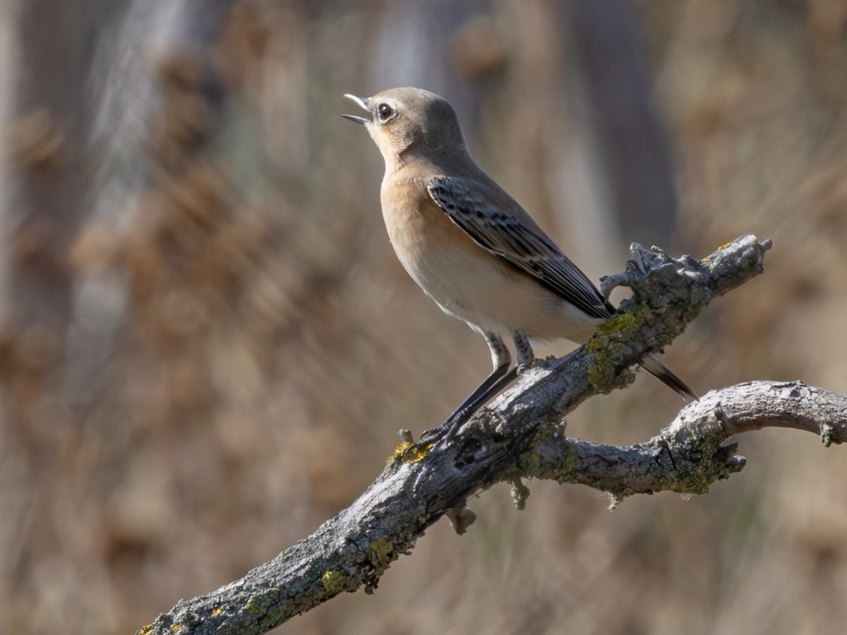 Northern Wheatear (Eurasian) - ML641125080