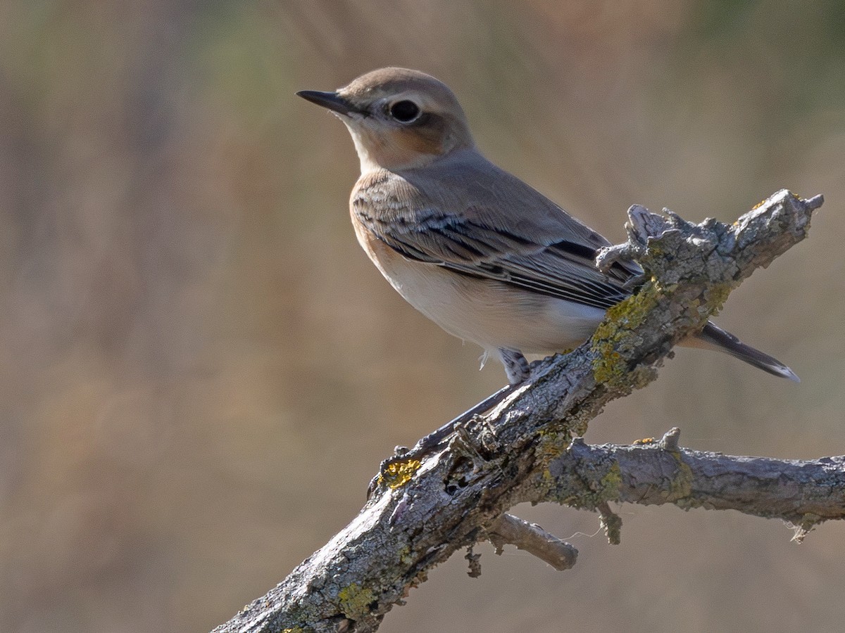 Northern Wheatear (Eurasian) - ML641125082
