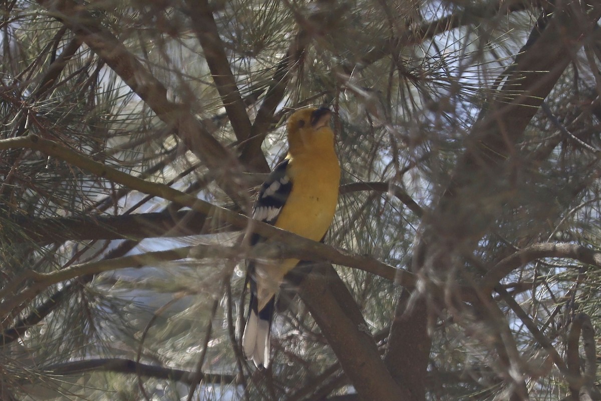 Golden Grosbeak - ML641125085