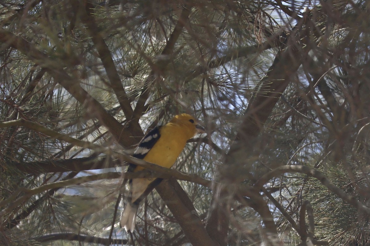 Golden Grosbeak - ML641125086