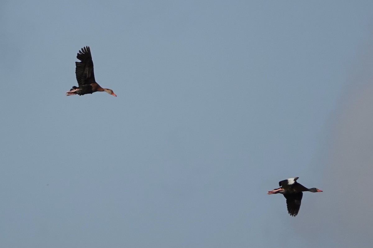 Black-bellied Whistling-Duck (fulgens) - ML641125100