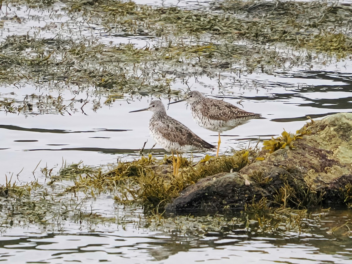 Greater Yellowlegs - ML641125105